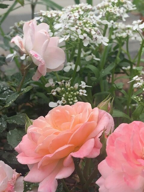 Apricot Drift rose with sweet alyssum behind it