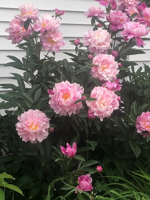 light pink peony blooms