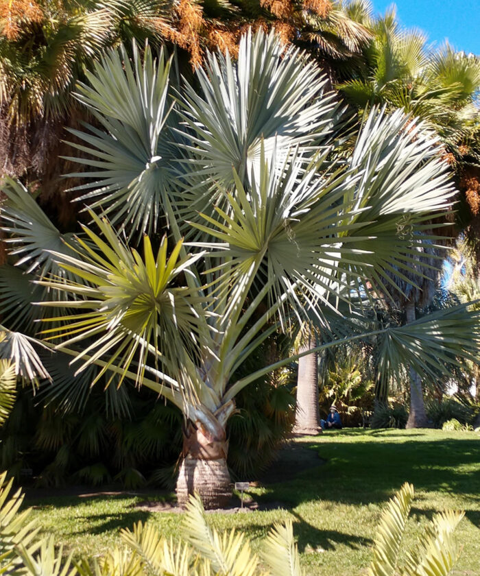 Bismarck palm