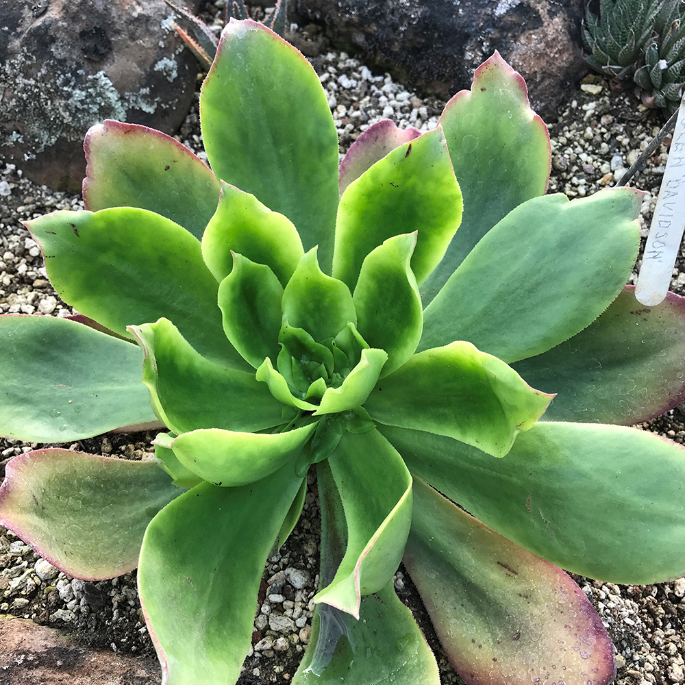 A Visit to the Ruth Bancroft Gardens and Nursery - Fine Gardening