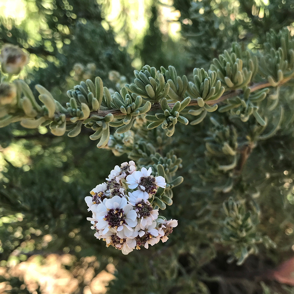 Ruth Bancroft Garden Tumblr — Nolina nelsonii Like their relatives in  Beaucarnea