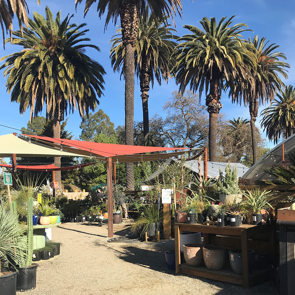 Curator Travel Fund - The Ruth Bancroft Garden & Nursery