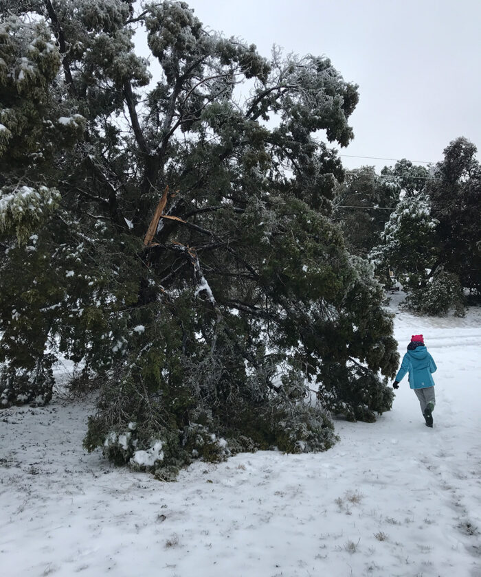 downed tree limbs from winter storm