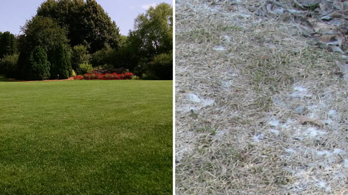 healthy lawn vs lawn with snow mold