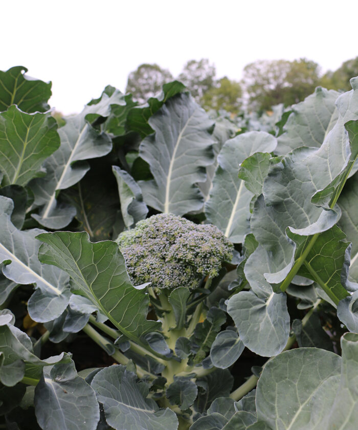 Broccoli growing