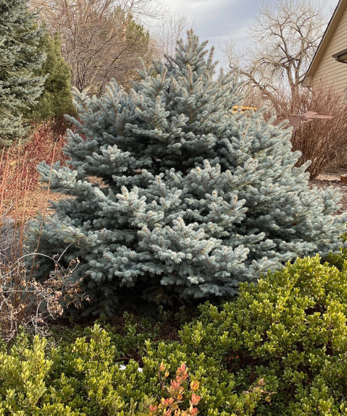 bearberry conifer