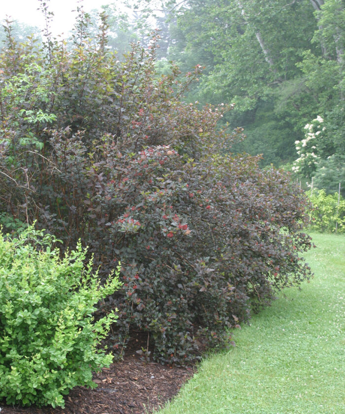 Image of Diablo ninebark shrub in a mixed border