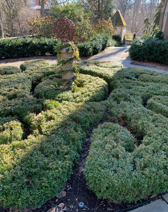 Nana Korean boxwood