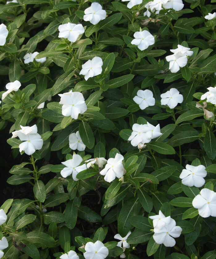 white Madagascar periwinkle