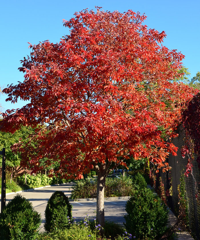 Early Glow Ohio Buckeye