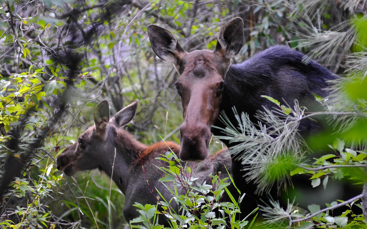 Mom moose and calf surrounded by trees