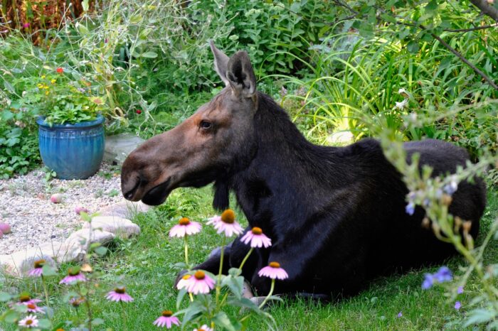 female moose laying in a garden