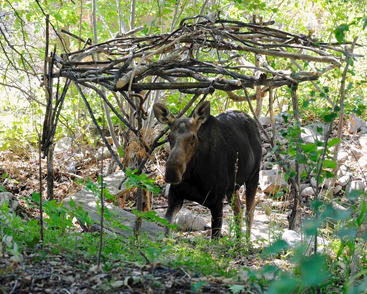 moose walking through woodland garden