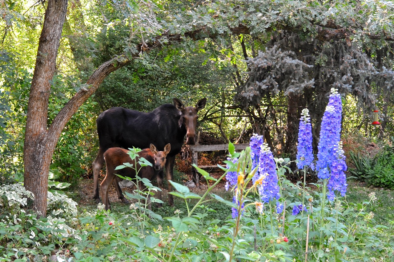 female moose and calf walking through home garden