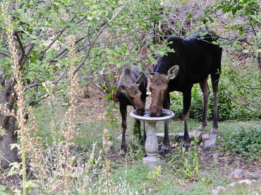 moose and calf drinking from bird bath