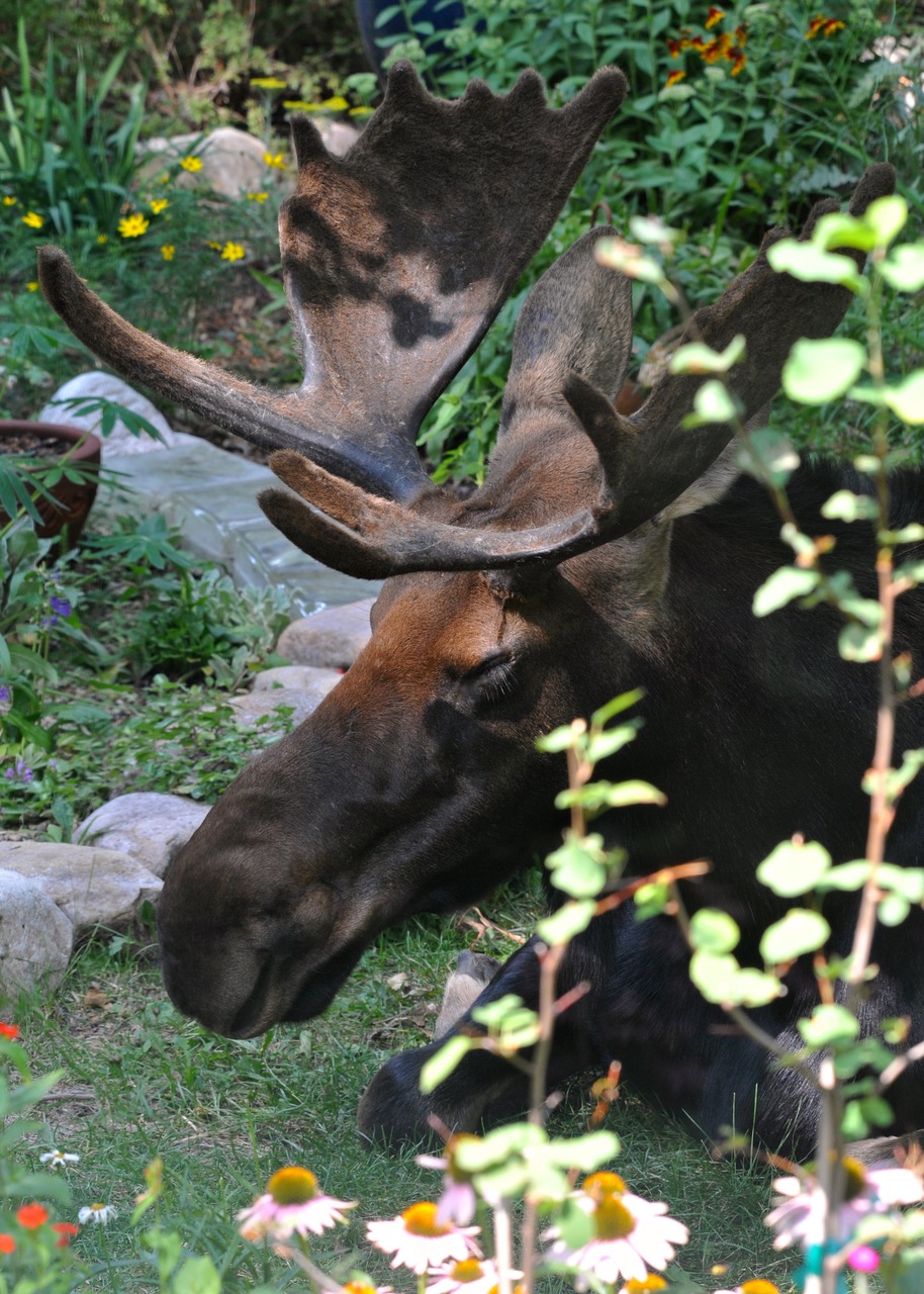 bull moose sitting in a garden