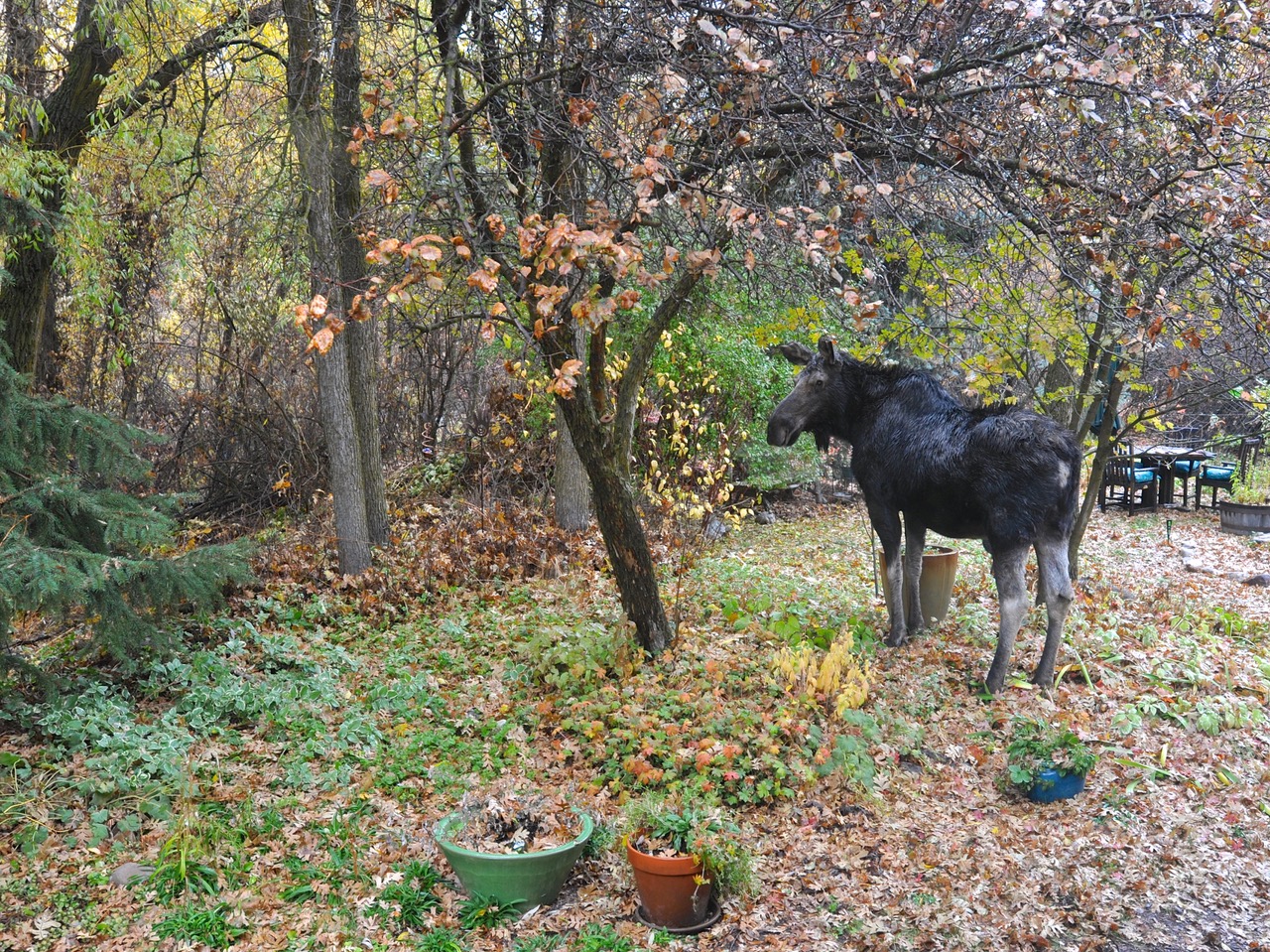 moose in a fall garden