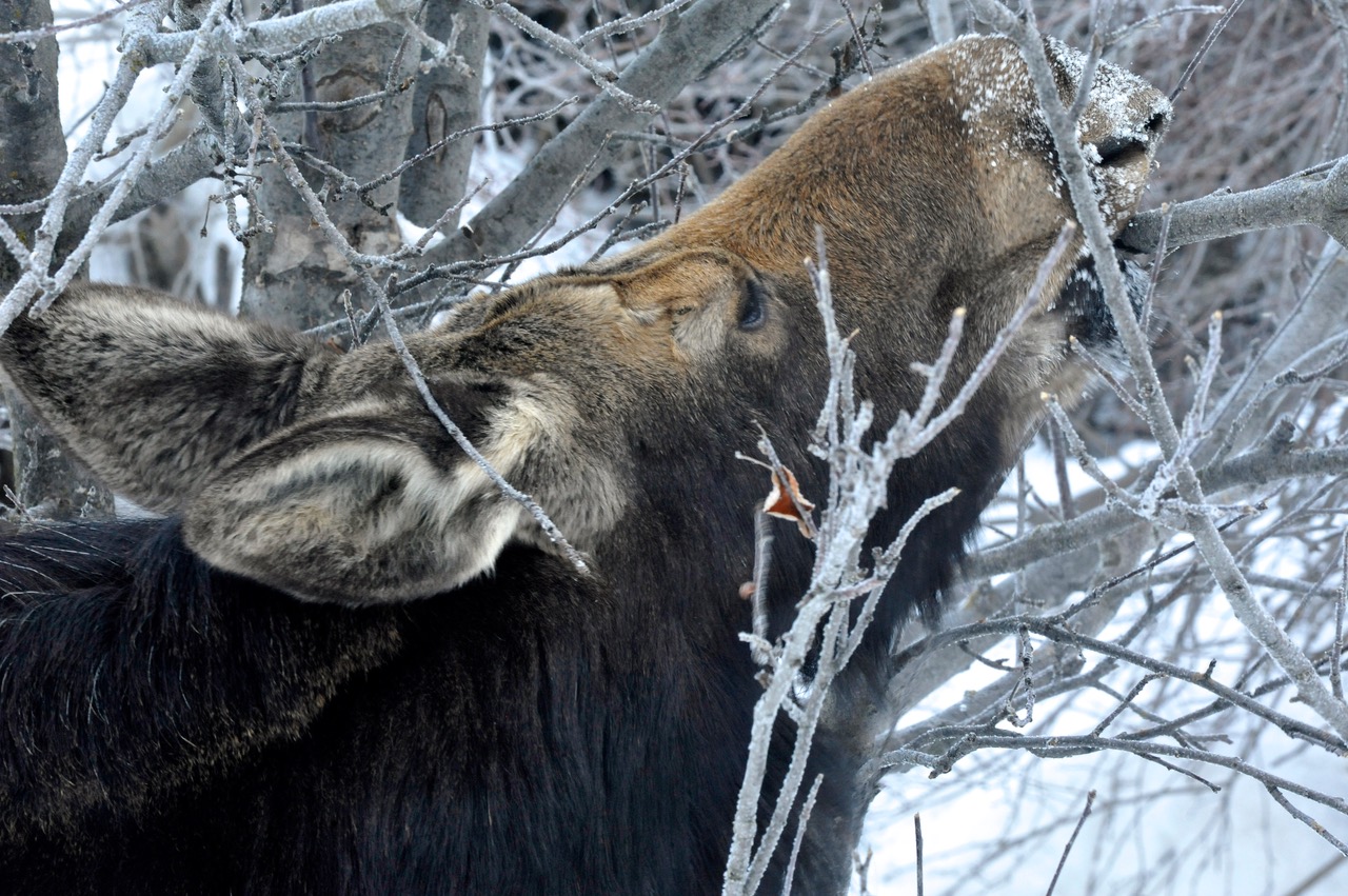 moose in a winter garden