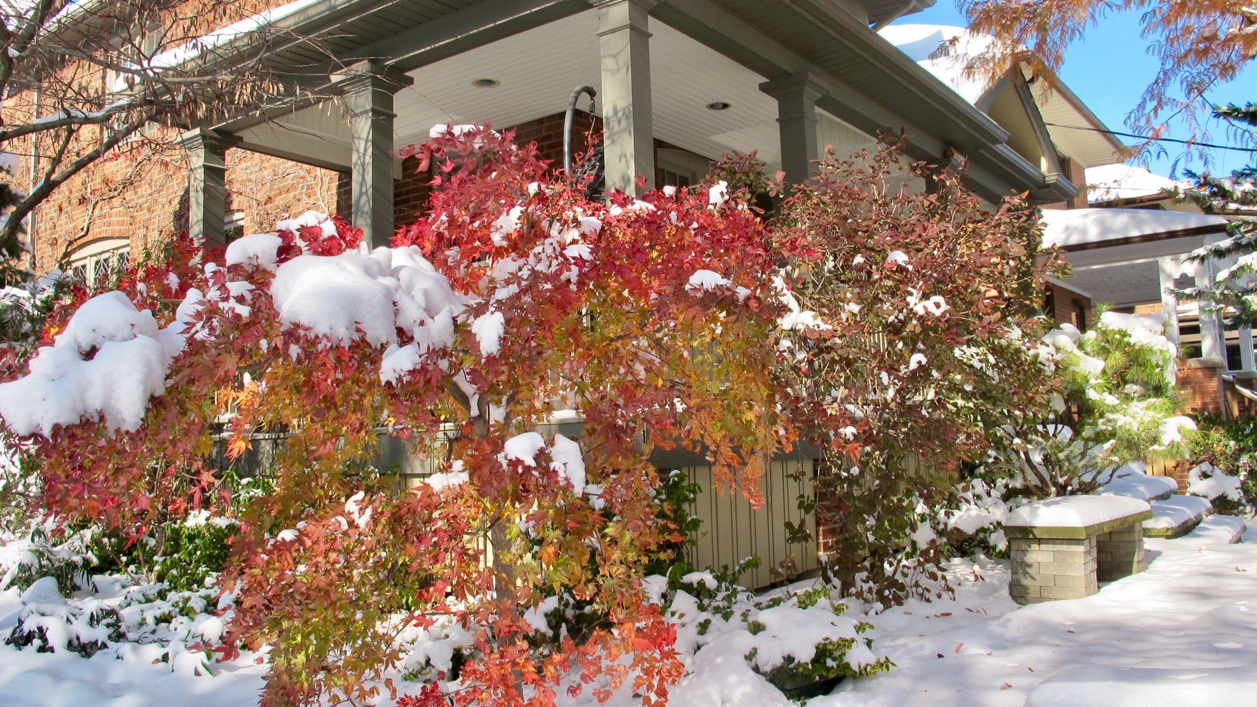 Japanese maple covered in snow