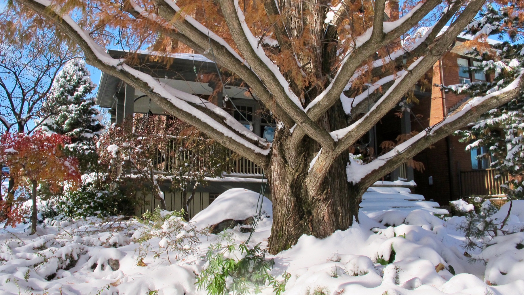 fall leaves with snow