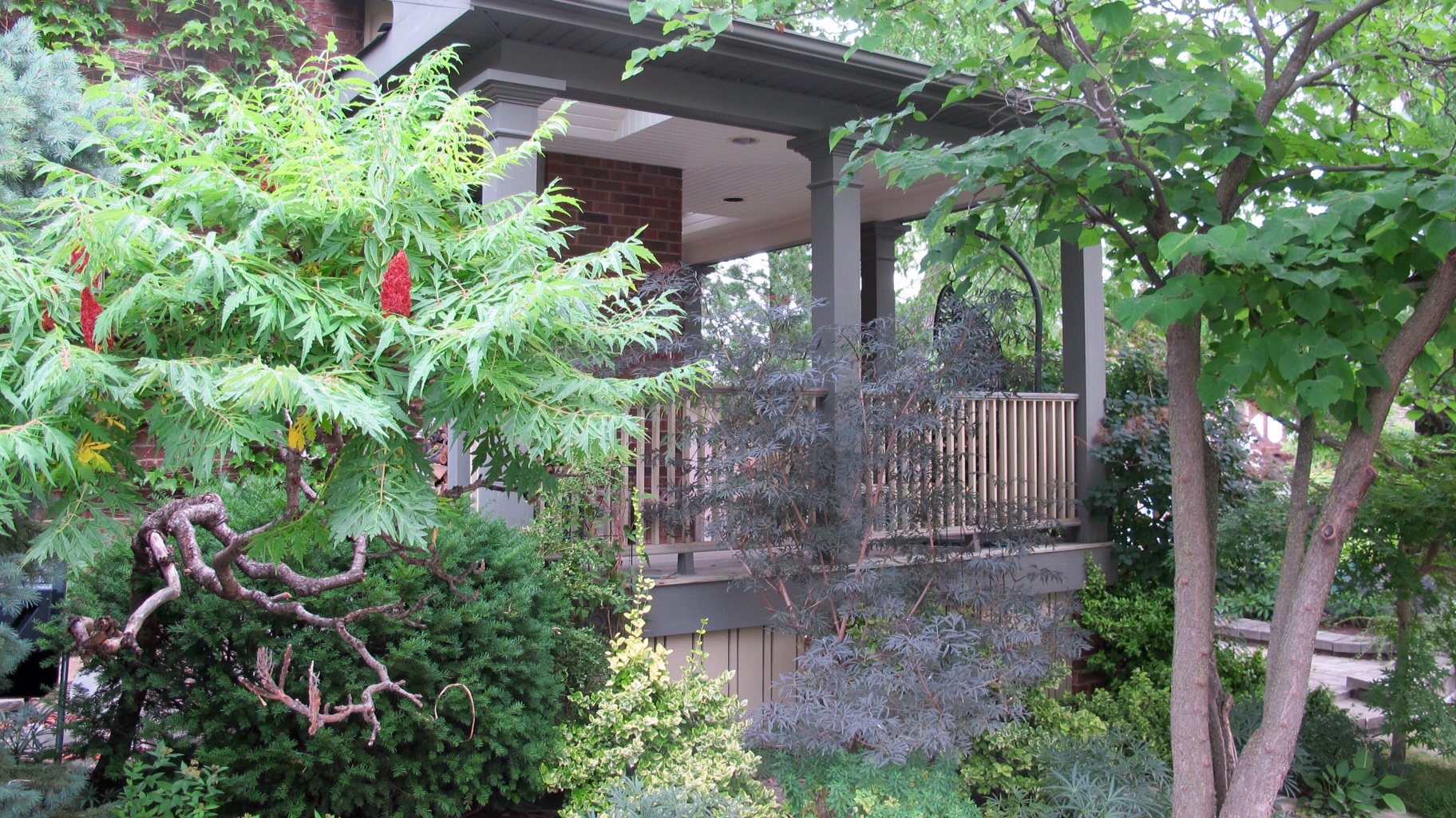 cutleaf staghorn sumac next to porch