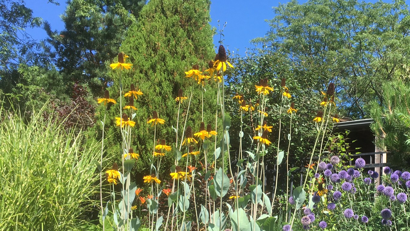 Large coneflower