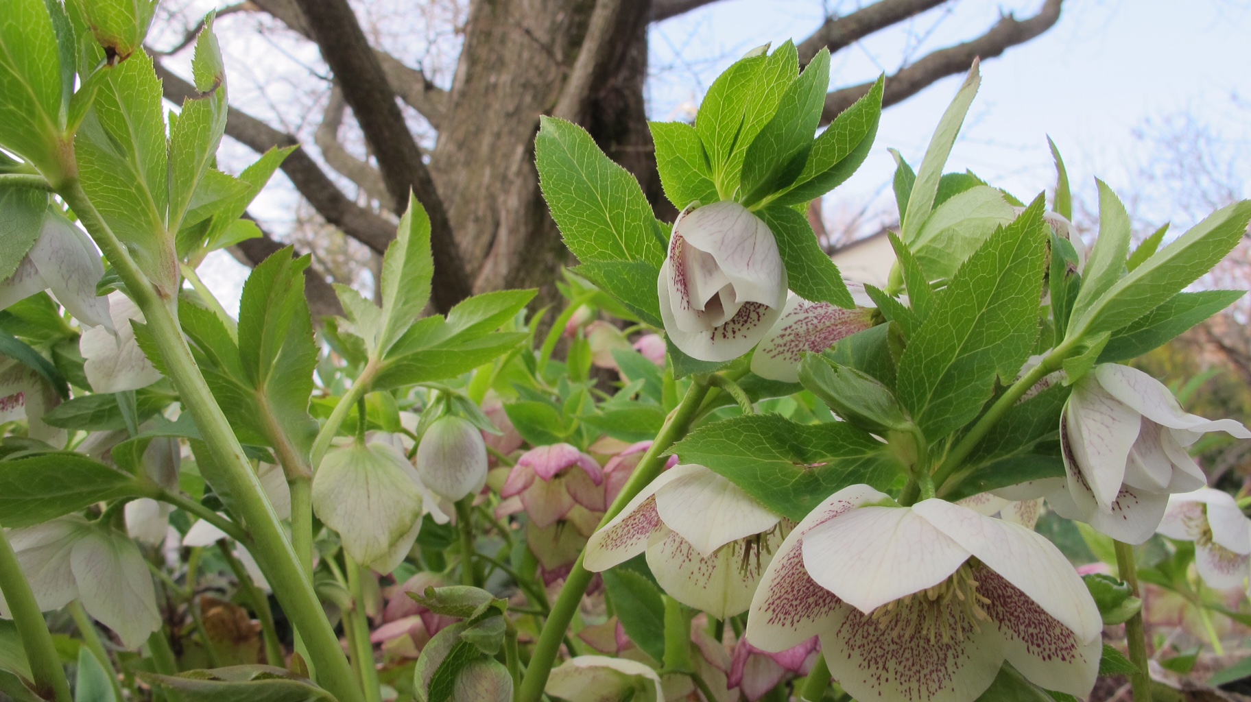 white and pink hellebores