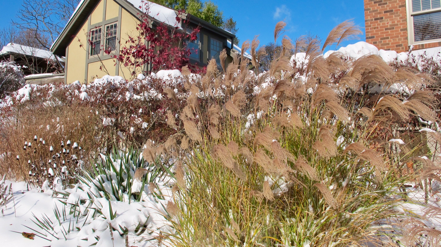 ornamental grasses in the snow