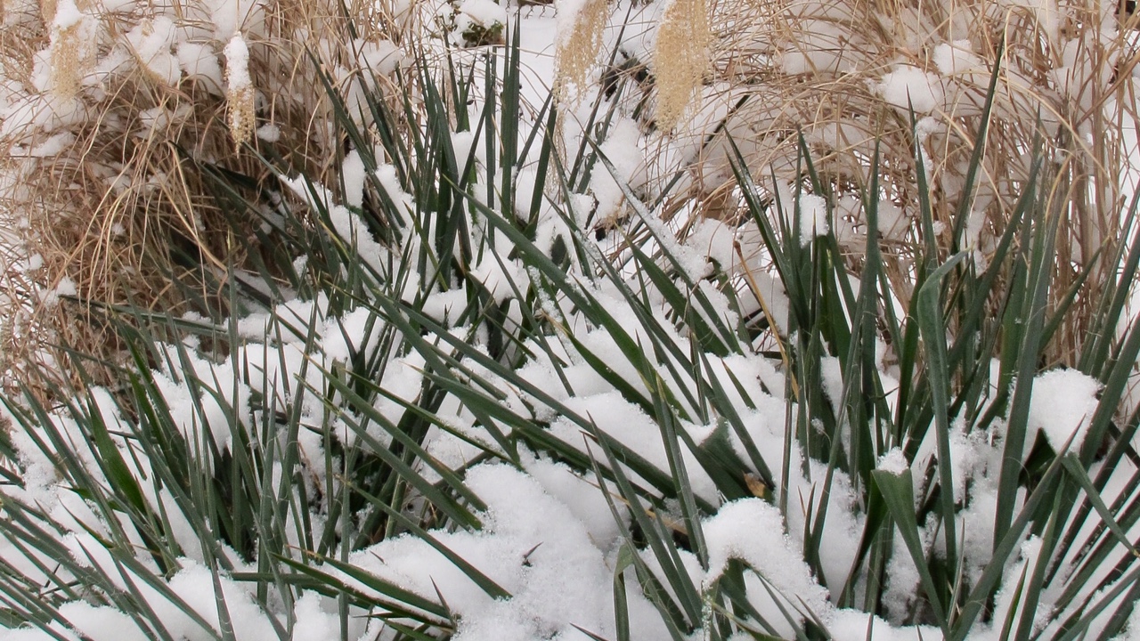 Yucca covered in snow