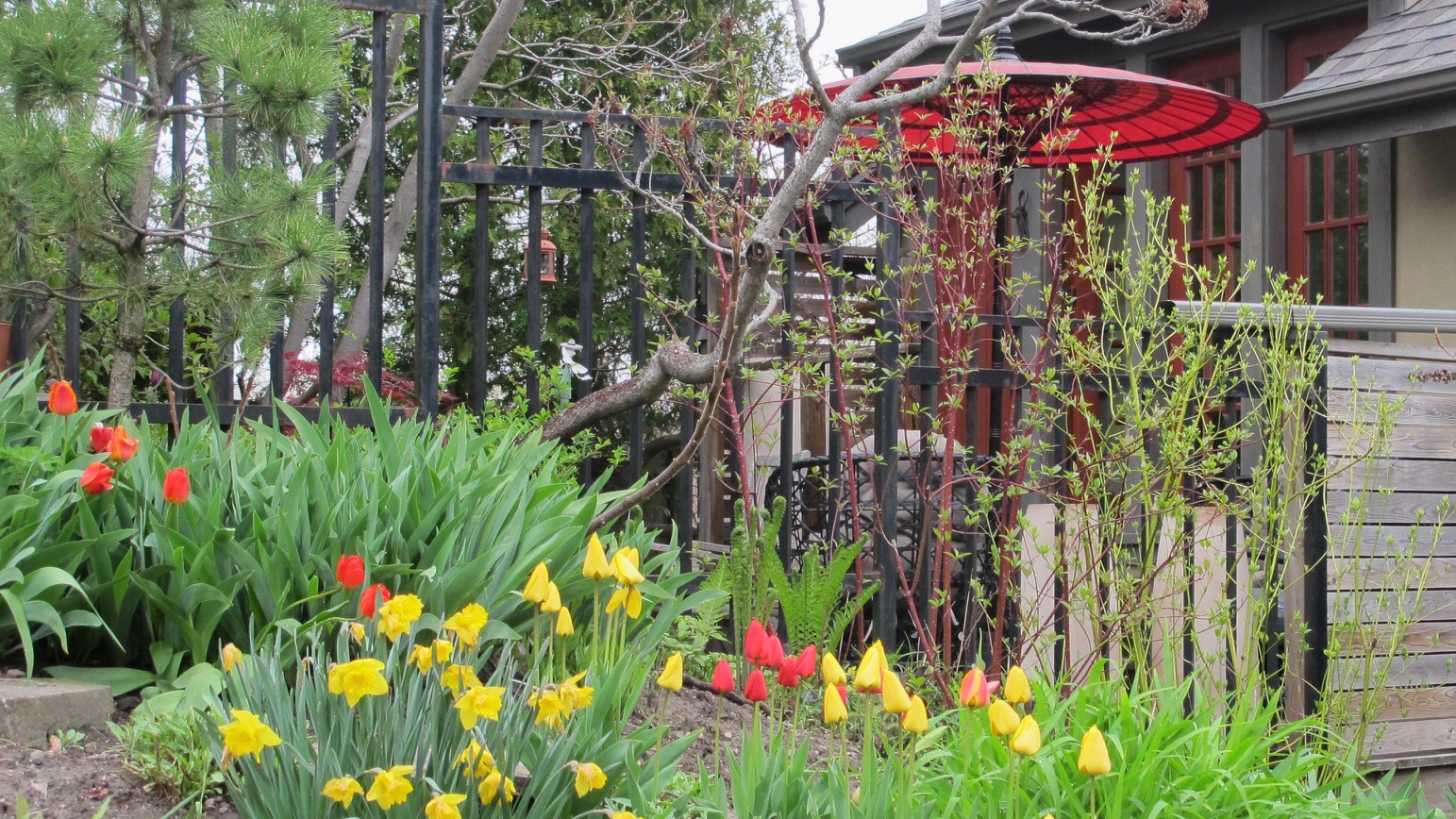 tulips and daffodils in a small garden