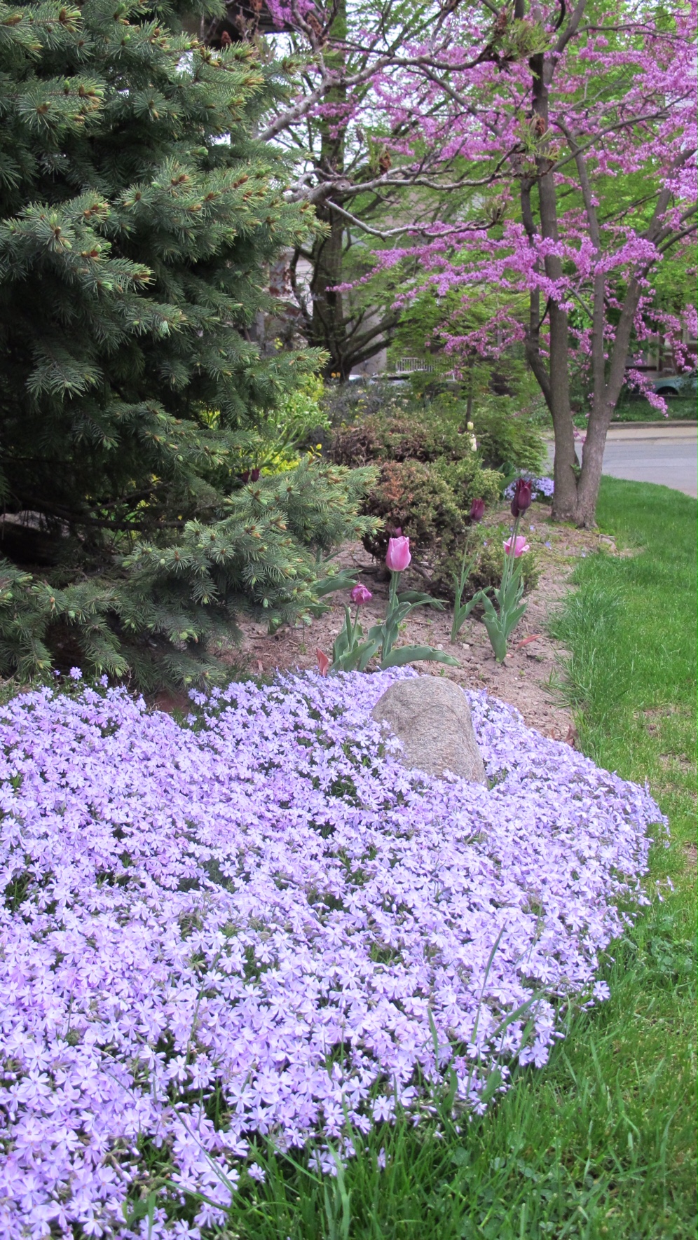 big path of lavender moss phlox