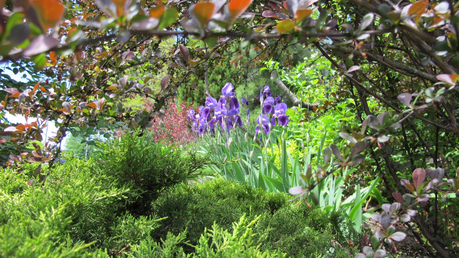 purple irises surrounded by shrubs