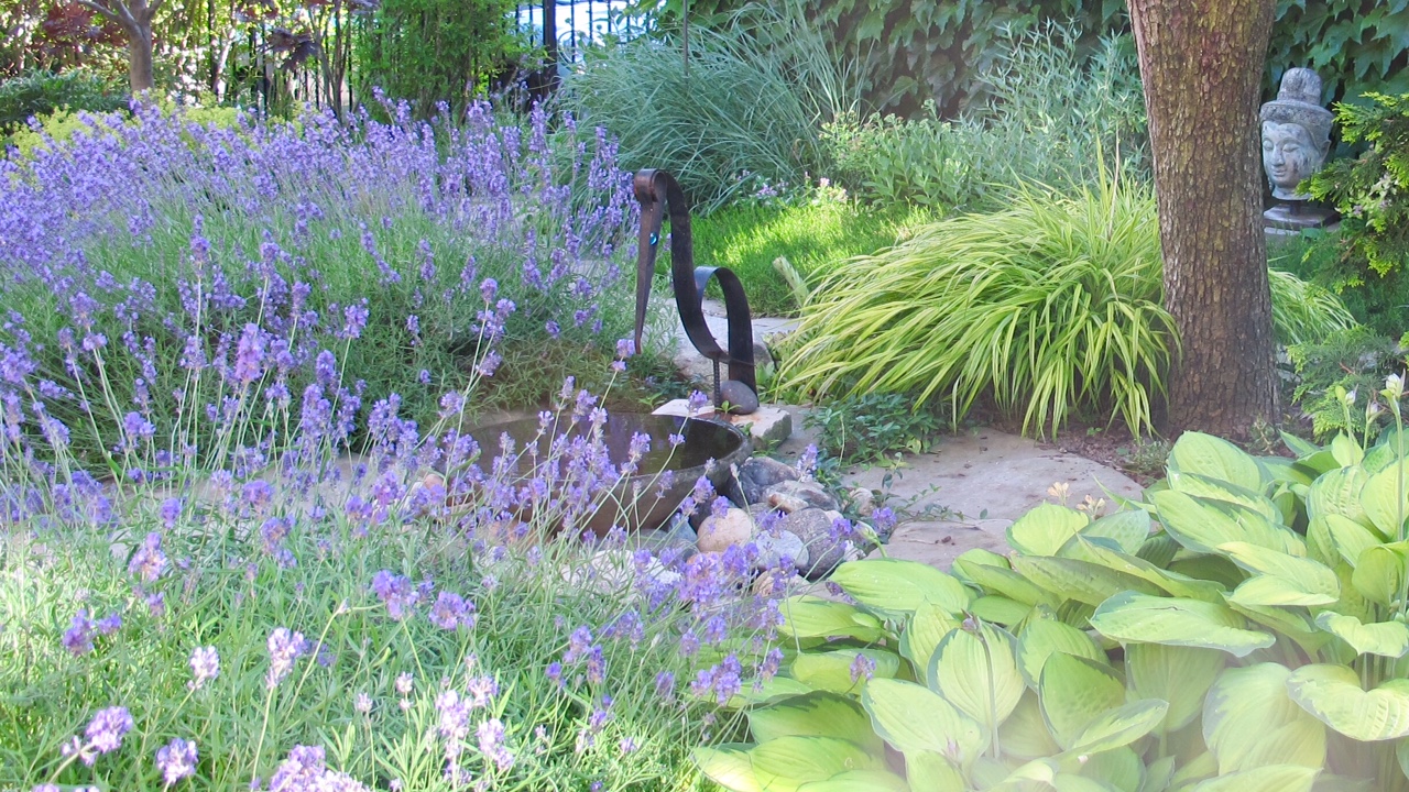 masses of lavender in the garden