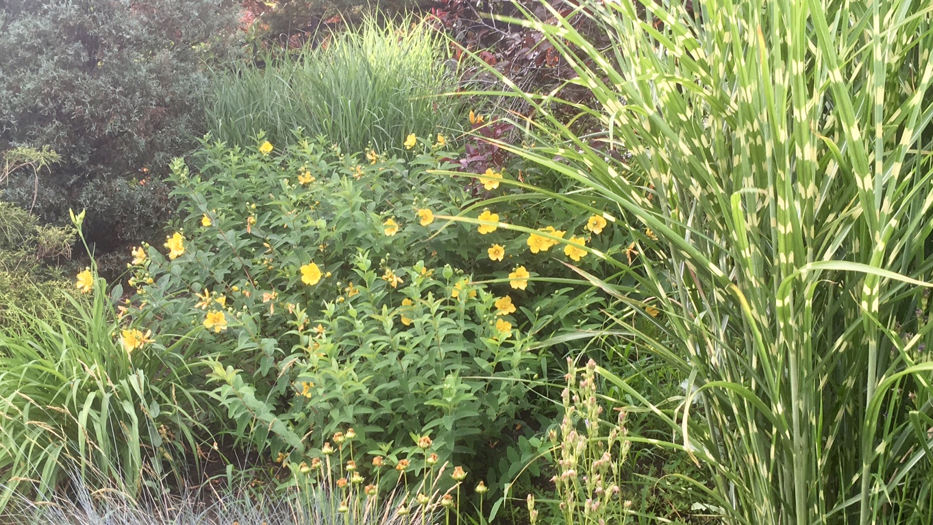 Variegated miscanthus grass