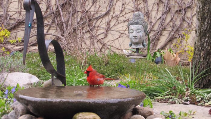 cardinal at a bird bath