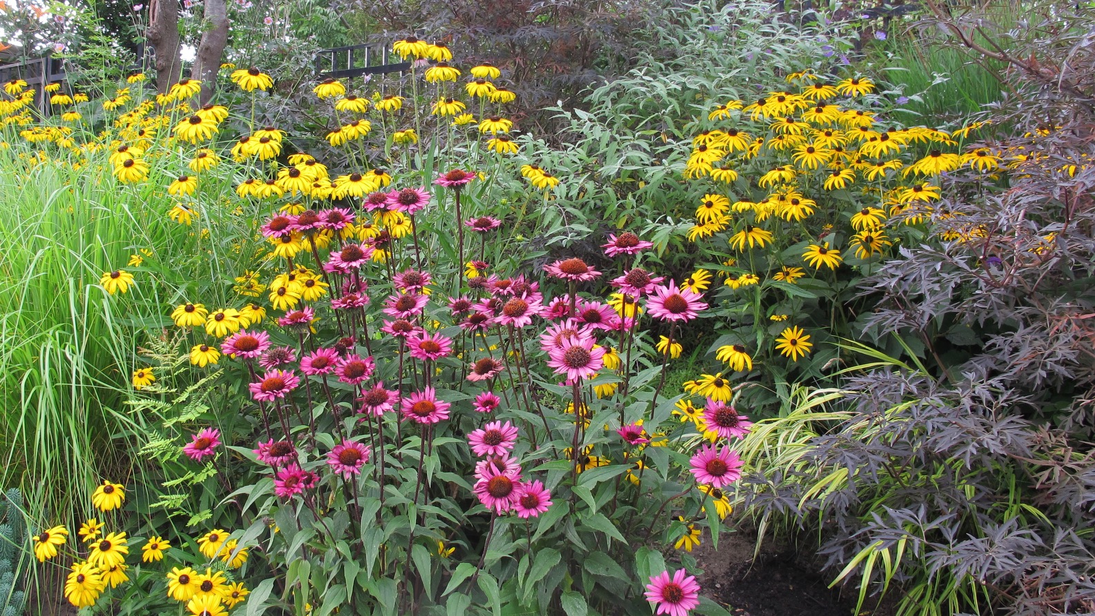 Black-eyed Susans and purple coneflowers