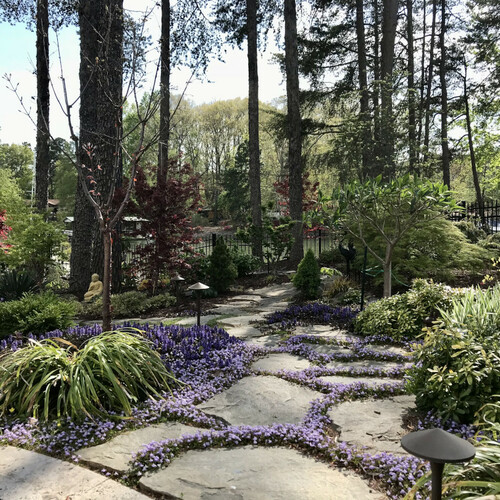 garden path filled with purple flowers