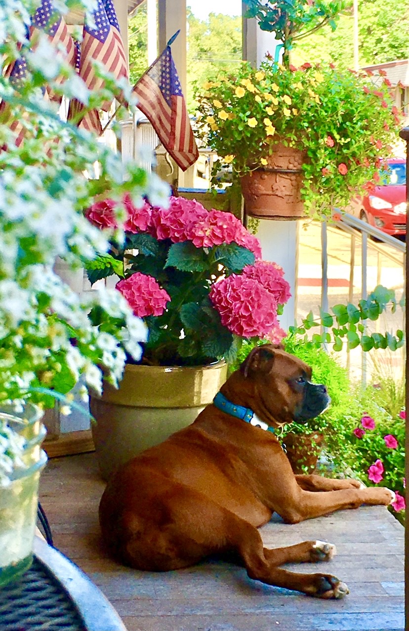 boxer laying on porch and surrounded by flowers