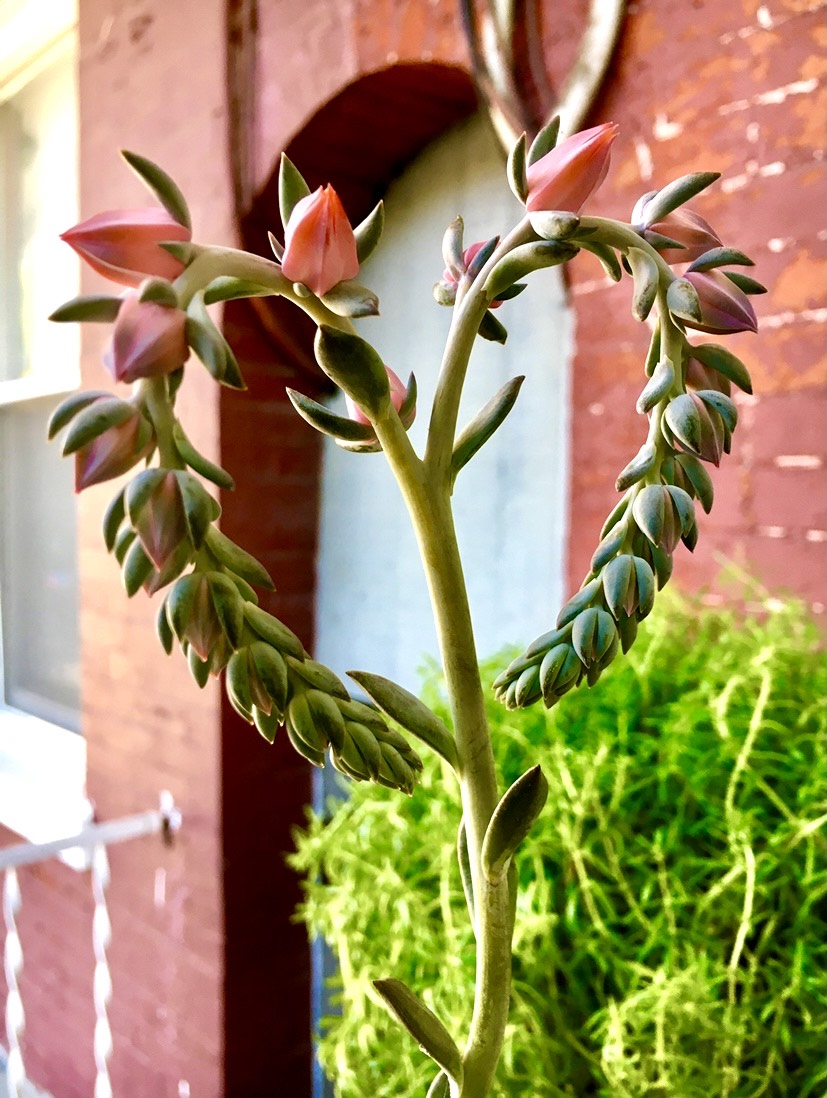 Echeveria flower spike