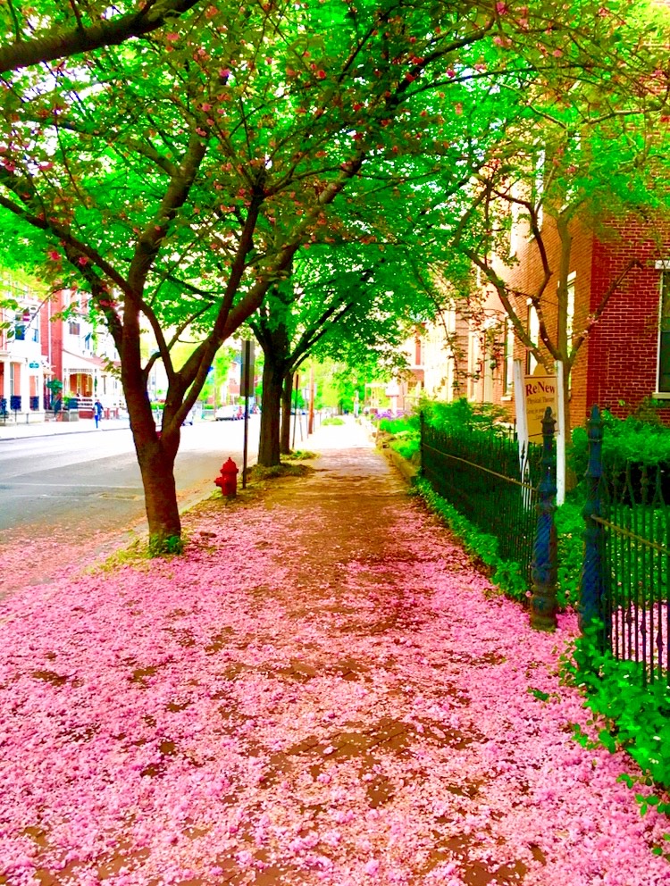 pink flower petals covering the sidewalk