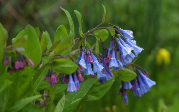 Virginia bluebells