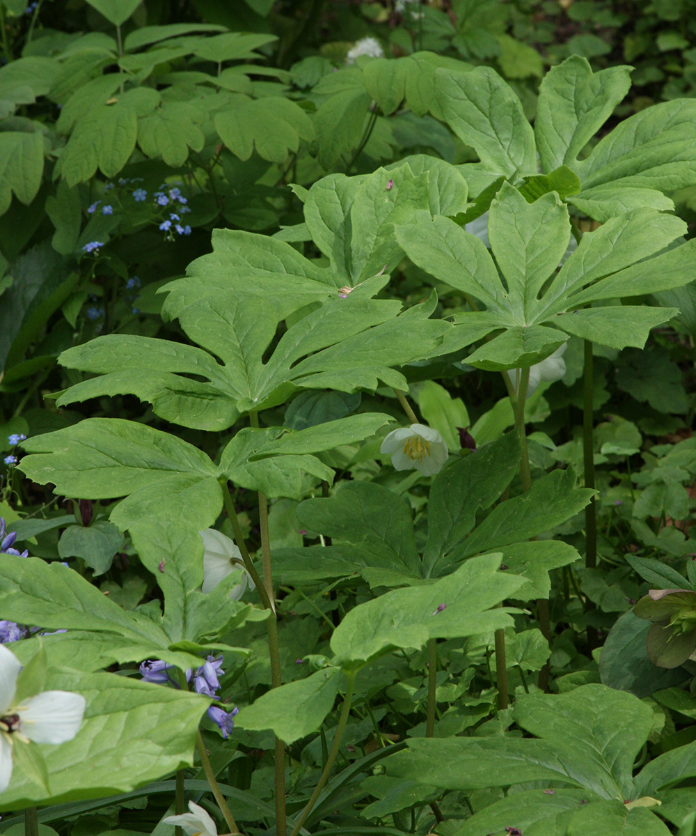 mayapple