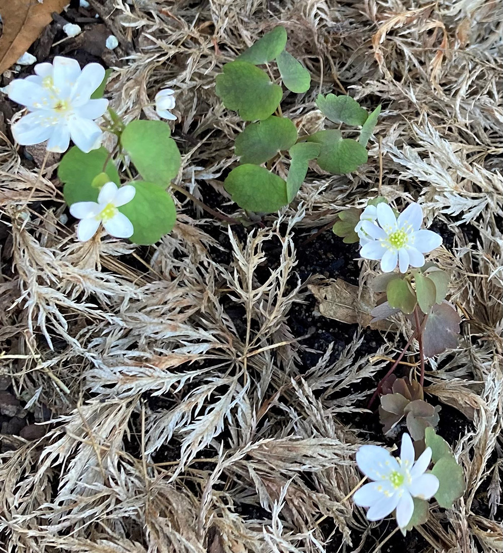 Native, Shade-Loving Spring Ephemerals for the South - FineGardening