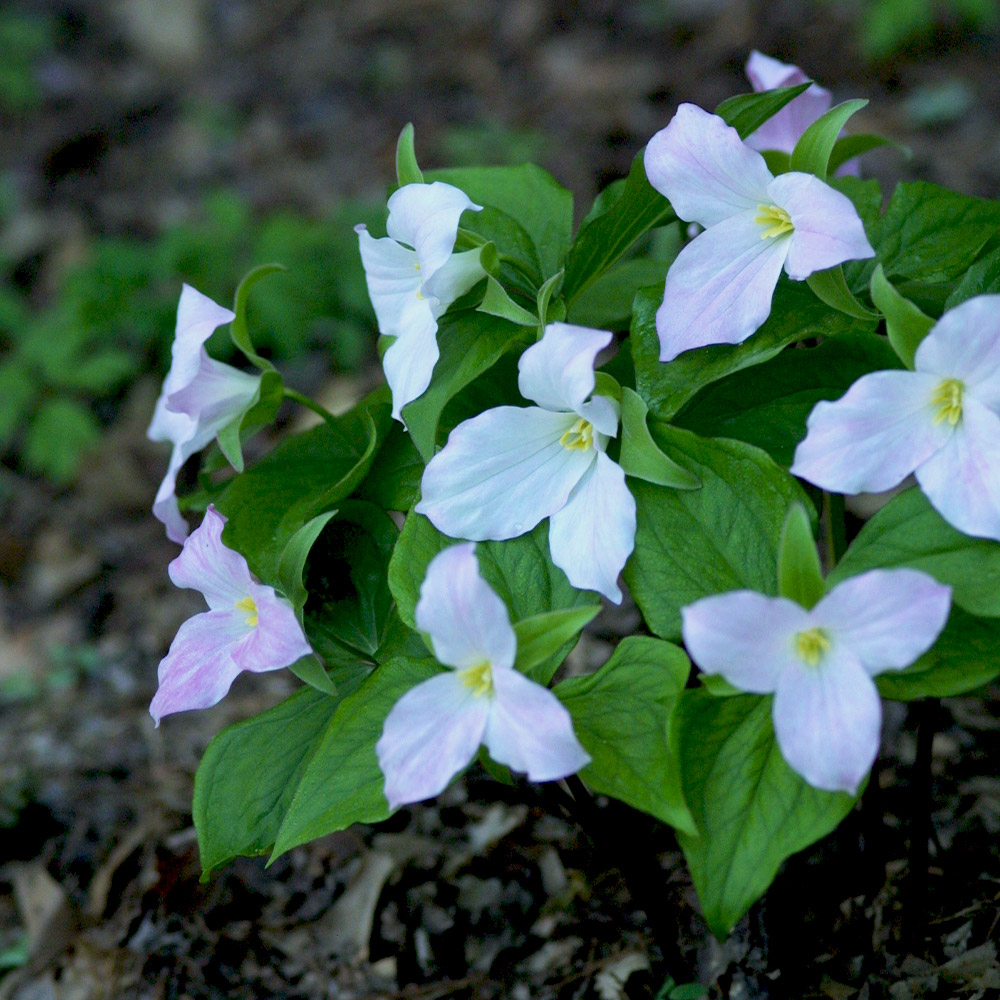 Native, Shade-Loving Spring Ephemerals for the South - FineGardening