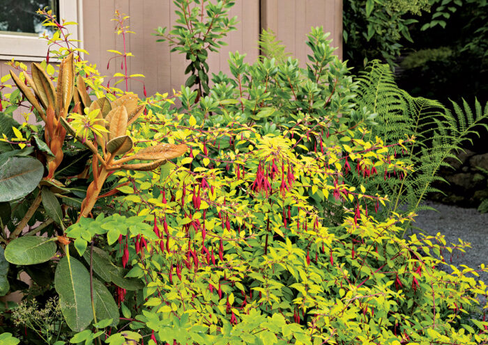 A Deer-Proof Garden Design for Dry Shade - Fine Gardening