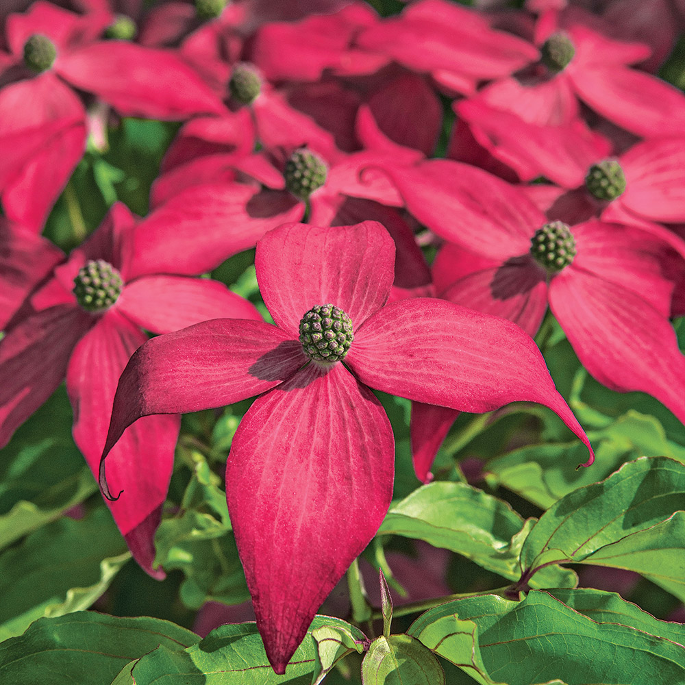 pink variegated dogwood