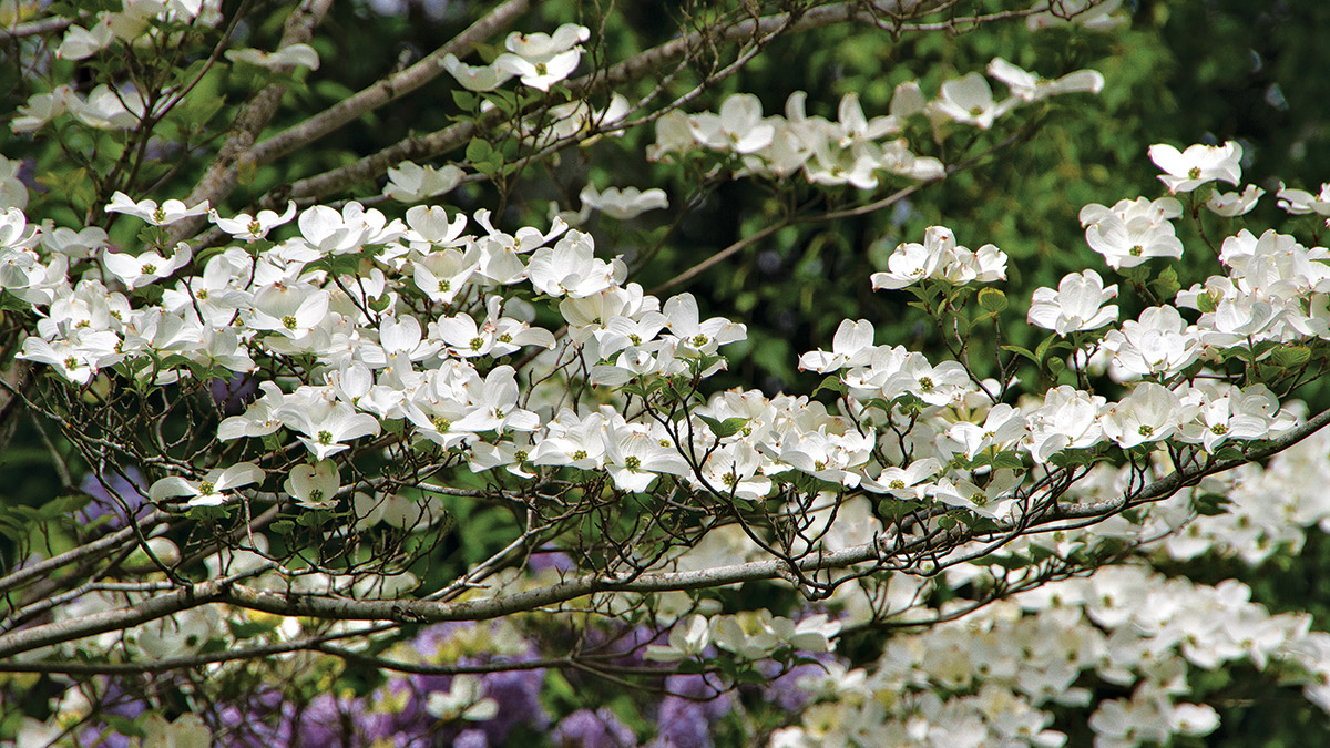 flowering dogwood