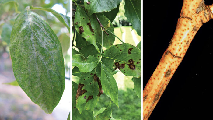 dogwood diseases