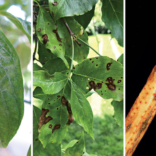 dogwood diseases