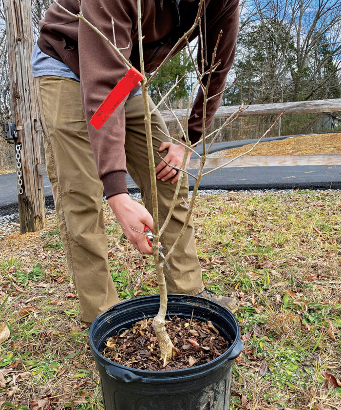 prune tree